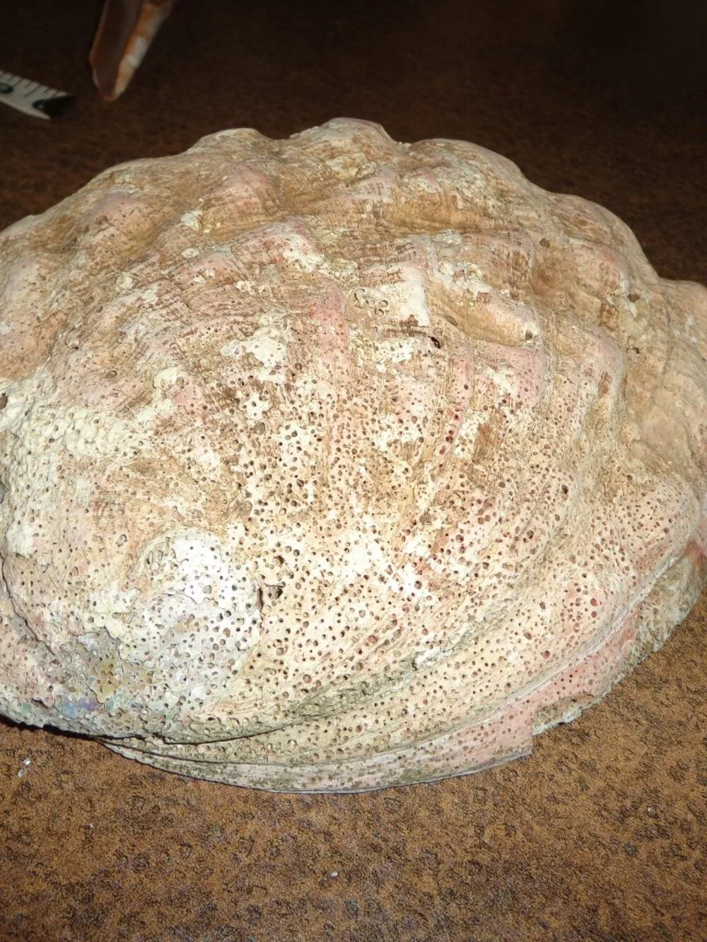 Sea Shell Authentic Silver Azule Abalone 7